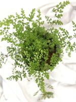 Excellent Maidenhair Fern Plant - Image 4