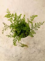 Excellent Maidenhair Fern Plant - Image 3
