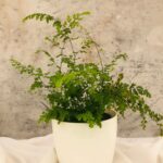 Maidenhair Fern