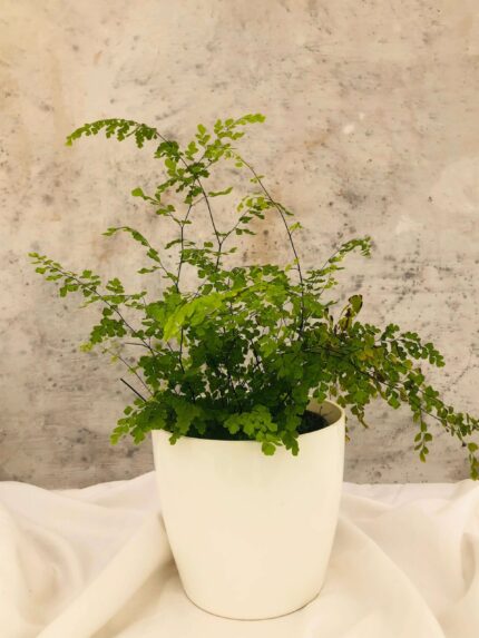 Maidenhair Fern