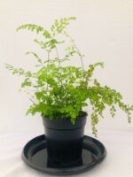 Excellent Maidenhair Fern Plant - Image 2