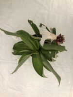 Beneficial  & Excellent Insulin Plant - White flower - Image 3