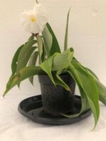 Beneficial  & Excellent Insulin Plant - White flower - Image 4