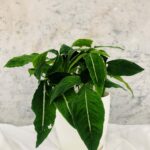 Syngonium wendlandii