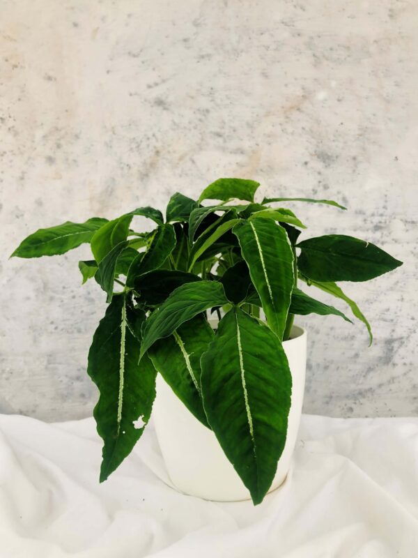 Syngonium wendlandii