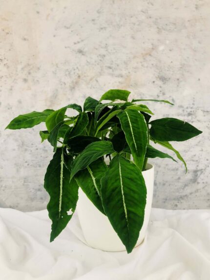 Syngonium wendlandii