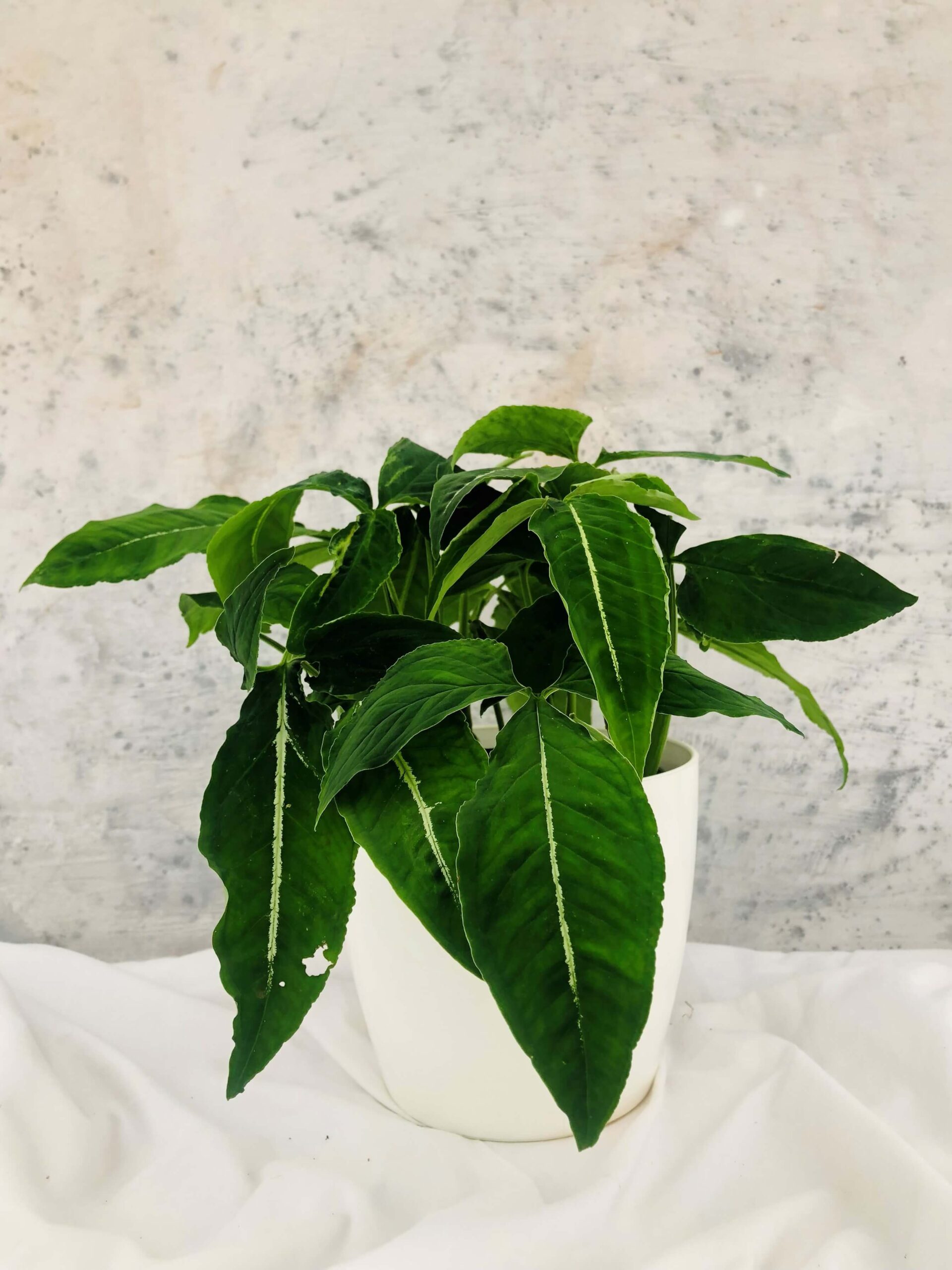 Syngonium wendlandii Syngonium wendlandii