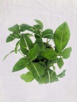 Attractive Syngonium wendlandii Plant - Image 4
