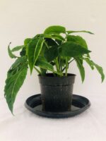 Attractive Syngonium wendlandii Plant - Image 3