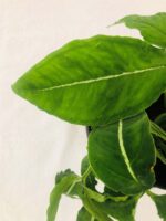 Attractive Syngonium wendlandii Plant - Image 2