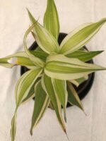 Beautiful Dracaena sanderiana 'Borinquensis' - Ribbon Plant - Image 2