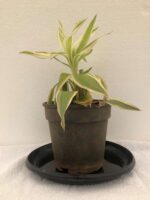 Beautiful Dracaena sanderiana 'Borinquensis' - Ribbon Plant - Image 3