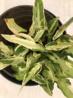 Beautiful Dracaena sanderiana 'Borinquensis' - Ribbon Plant - Image 4