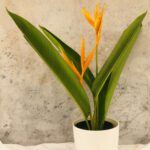 Heliconia psittacorum​