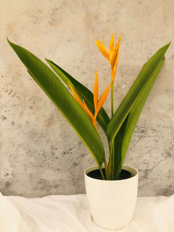 Heliconia psittacorum​