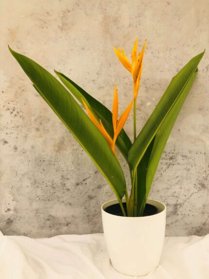 Heliconia psittacorum​