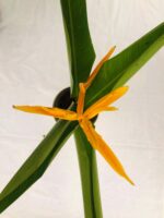 Beautiful Heliconia psittacorum​ - Heliconia Yellow Plant - Image 3
