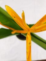 Beautiful Heliconia psittacorum​ - Heliconia Yellow Plant - Image 2