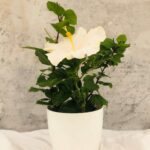 Hibiscus rosa sinensis