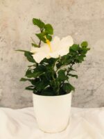 Hibiscus rosa sinensis