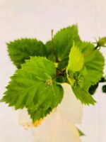 Awesome Hibiscus rosa sinensis -White Hibiscus Plant - Image 3