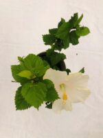 Awesome Hibiscus rosa sinensis -White Hibiscus Plant - Image 4