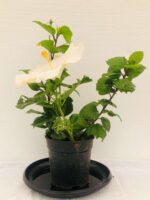 Awesome Hibiscus rosa sinensis -White Hibiscus Plant - Image 2