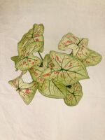 Beautiful Caladium Strawberry Star plant - Image 4