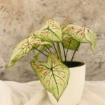 Caladium