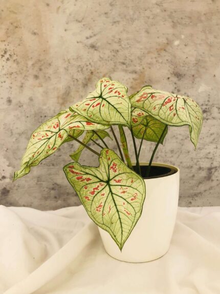 Caladium