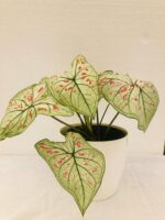 Beautiful Caladium Strawberry Star plant - Image 3