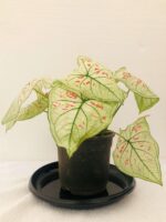 Beautiful Caladium Strawberry Star plant - Image 2