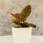 Aglaonema Lipstick