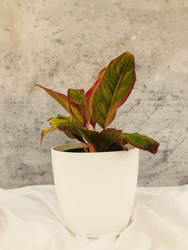 Aglaonema Lipstick