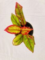 Beautiful Aglaonema Siam Aurora - Aglaonema Lipstick - Image 3