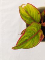 Beautiful Aglaonema Siam Aurora - Aglaonema Lipstick - Image 2
