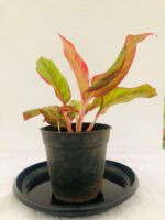 Beautiful Aglaonema Siam Aurora - Aglaonema Lipstick - Image 4