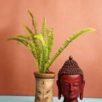 Nephrolepis exaltata