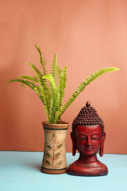 Nephrolepis exaltata