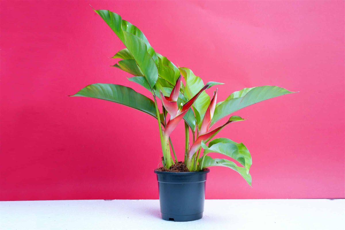 Heliconia plant​