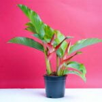 Heliconia plant​