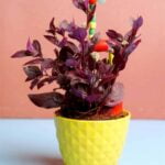 Alternanthera sessilis