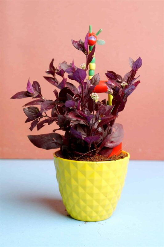 Alternanthera sessilis