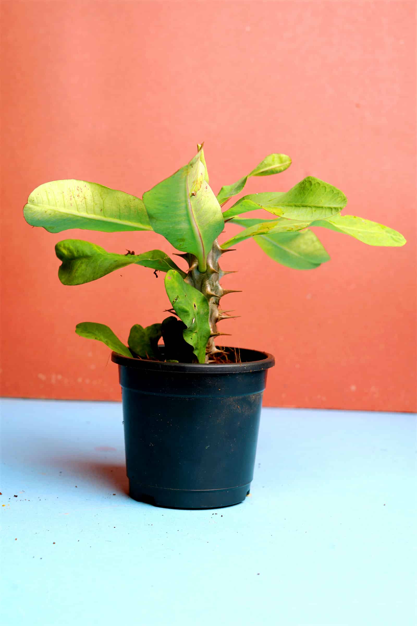 Euphorbia Milii Euphorbia Milii