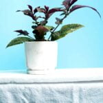 Strobilanthes dyeriana