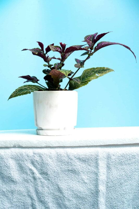 Strobilanthes dyeriana