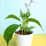 Light Purple Firespike plant