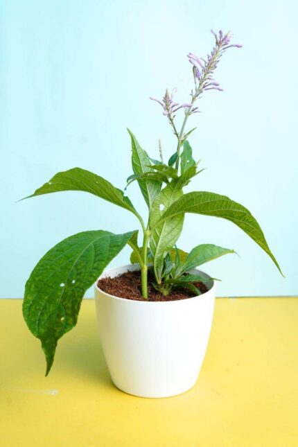 Light Purple Firespike plant