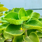 coleus amboinicus​