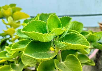 coleus amboinicus​